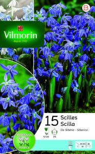 Scilla Sibérie (x15)